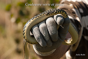 Morsure volontaire d'une couleuvre verte et jaune avec Jean-Michel Genty en Vendée