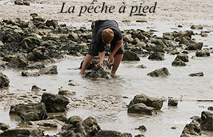 la pêche à pied reportage de Philippe Michaud, les pétoncles et les palourdes à la main dans l’eau, la pêche aux crabes à la main, les couteaux, la pêche aux crevettes, aux congres à la fouëne ou encore la pêche sous-marine 