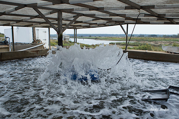 Bassin d'oxygénation