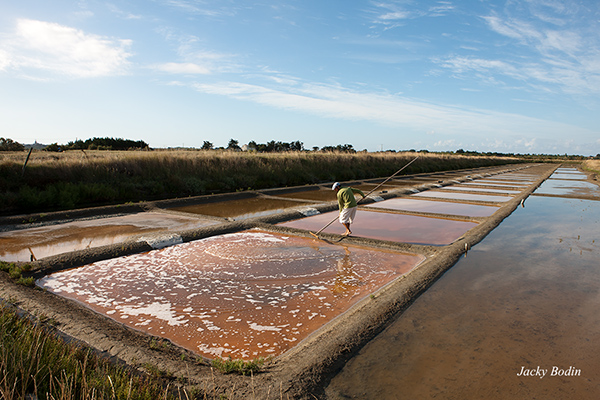 Saline de Mathieu Blé et de Benoit vallée-Mounier