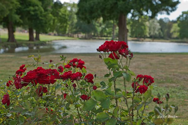 un cadre de rose