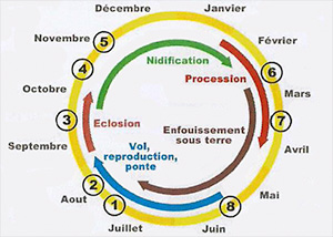 cycle biologique des chenilles processionnaires du pin Le cycle biologique de cet insecte est annuel. On peut le représenter schématiquement en 8 étapes