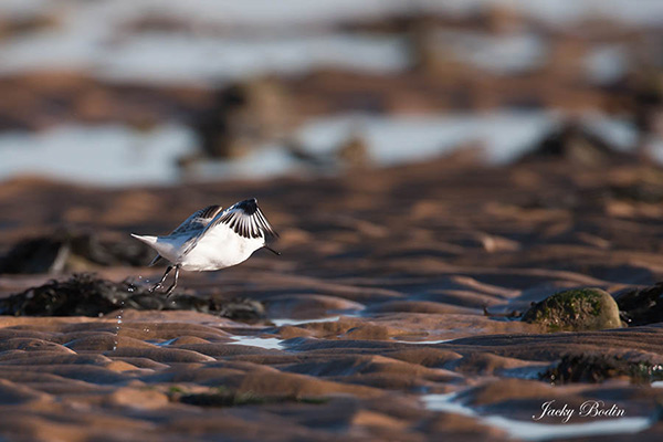 Le bécasseau sanderling s'envolant