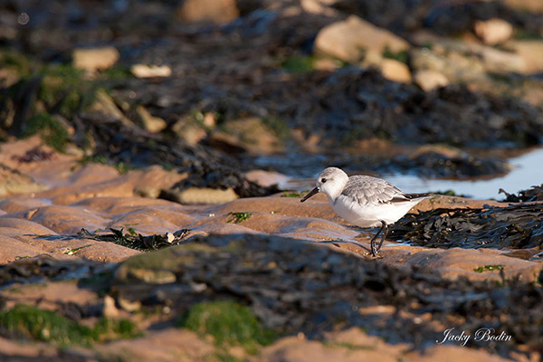4 - Le bécasseau sanderling à marée basse recherche sa nourriture Ils sont toujours en groupe