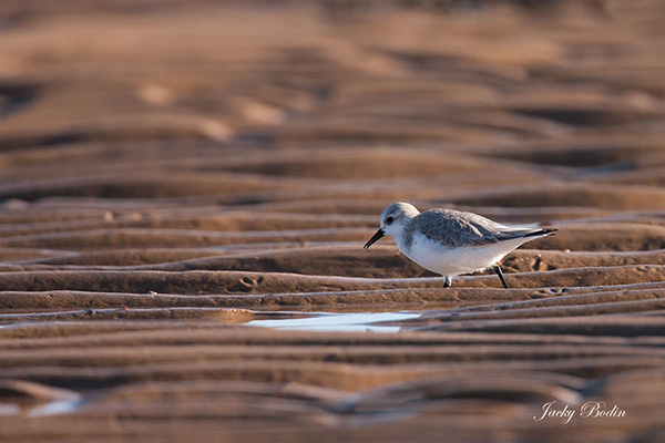 Le bécasseau sanderling sur la plage Il n'est pas très gros mais il court vite et ne reste jamais en place et dès lors, il est difficile à photographier
