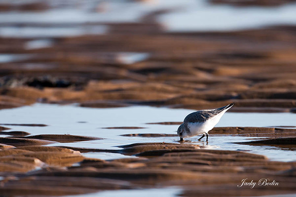 Le bécasseau sanderling Le bécasseau sanderling parcours des distances incroyables, il est toujours ne mouvement.