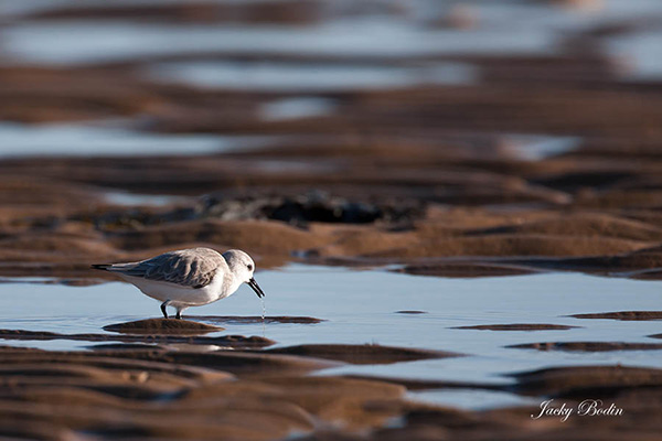 Le bécasseau sanderling