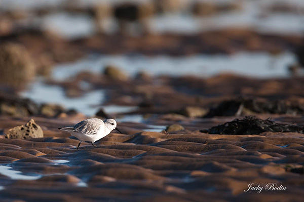 Le bécasseau sanderling