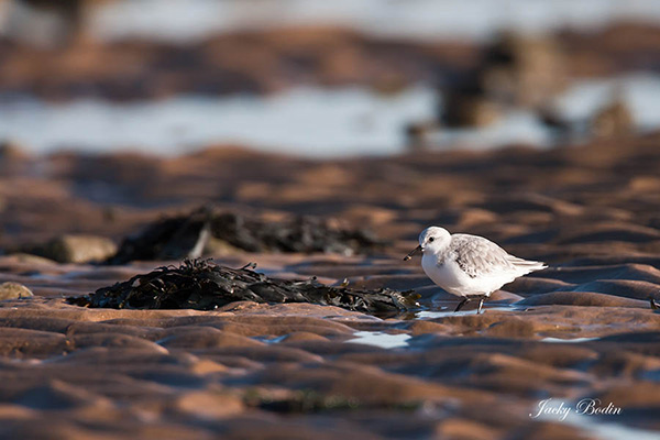 Le bécasseau sanderling