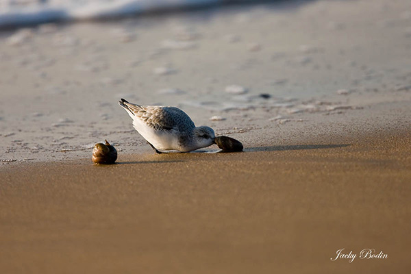 e bécasseau sanderling le bec dans le coquillage Le bécasseau sanderling se nourrissant du coquillage.