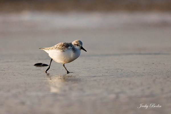 Le bécasseau sanderling sur la plage Le bécasseau sanderling court très vite sur les plages à la recherche de sa nourriture