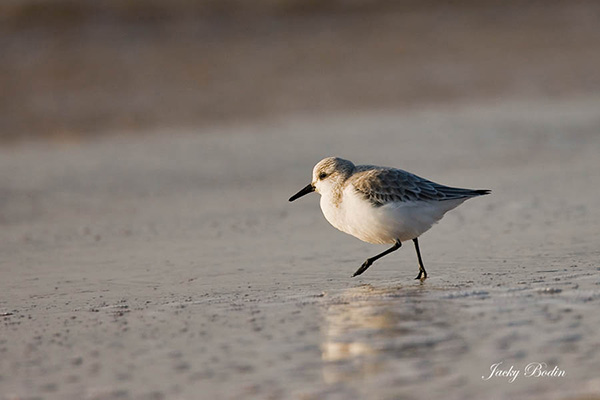 Le bécasseau sanderling (Calidris alba) Le bécasseau sanderling est une espèce d'oiseaux limicoles de la famille des Scolopacidae. Il est le seul à se nourrir ainsi sur les plages