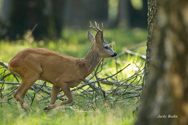 Le chevreuil au pas de course Je ne me lasse pas d'oberver le chevreuil