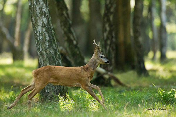 Jeune brocard en forêt de Rambouillet Le chevreuil mâle est appelé brocard. La femelle du chevreuil est la chevrette. Elle ne porte pas de bois (une vieille chevrette stérile est appelée « bréhaigne »). Le jeune chevreuil s'appelle le « faon » (jusqu'à 6 mois), puis « chevrillard » (de 6 à 12 mois).