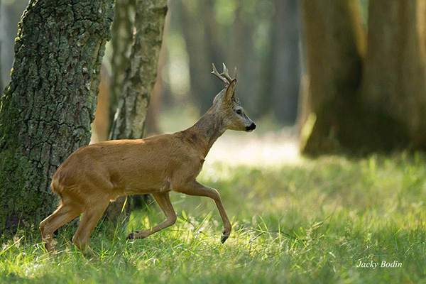 Le chevreuil est pour moi un animal sumpatique que j'apprécie photographier. Il ne voit pas très bien mais entend parfaitement. Il possède des allures gracieuses.