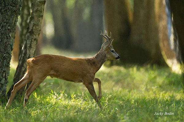 Le brocard en forêt de Rambouillet Le chevreuil est solitaire, il faut de la patience pour le rencontrer mais avec un peu de persévérance on y parvient.