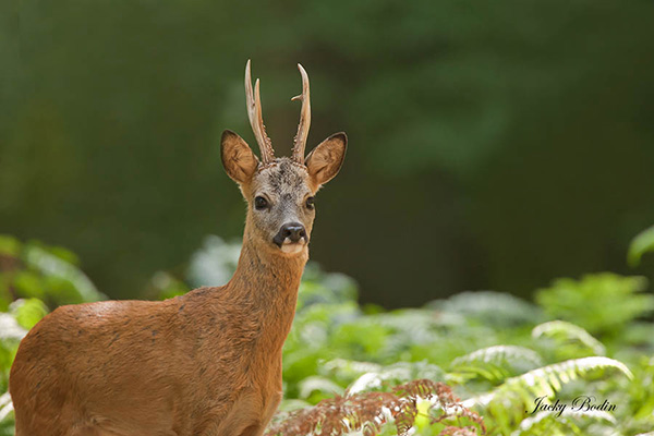 Le brocard dans les fougères en forêt de Rambouillet Le brocard nous a entendu et recherche notre présence. Le chevreuil adore les lieux où la fougère est abondante.