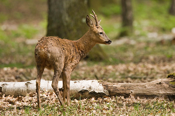 Le brocard en forêt Toujours sur la défensive