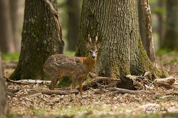 Le brocard en forêt