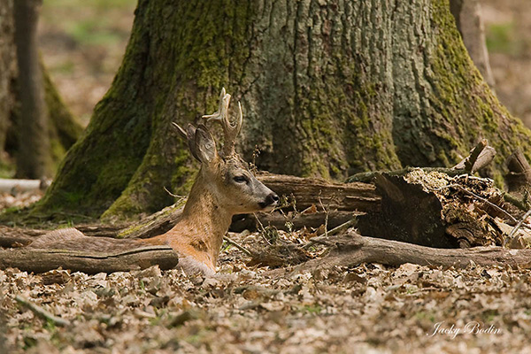 Le brocard au repos Le chevreuil sait se confondre avec la nature