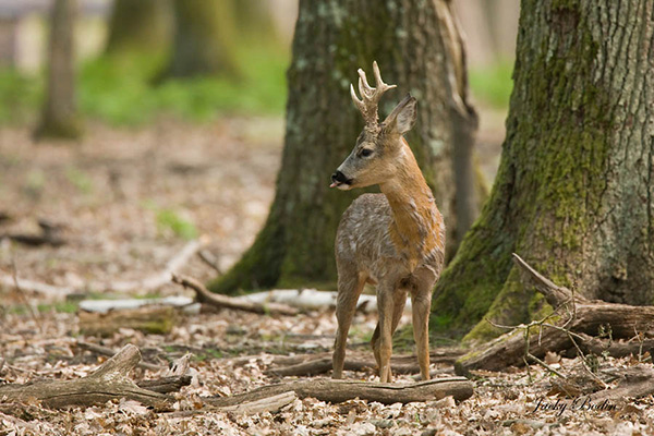 Le brocard en forêt