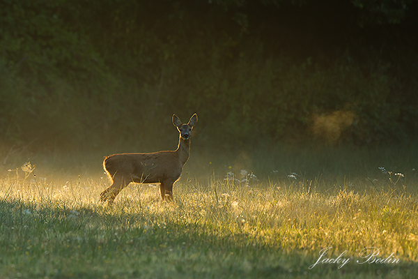 22 - Une chevrette prise un matin en Vendée Voici une chevrette photographiée un matin en Vendée. J'avoue l'avoir prise de très loin car je n'ai jamais pu l'approcher. Heureusement la lumière était présente ce matin là, m'offrant une jolie vue.