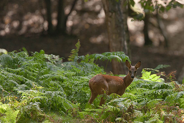 La encore, la chevrette a entendu du bruit et suppose une présence. Elle va s'éloigner petit à petit tout en surveillant ses arrières. En période de chasse, elle aurait détaler rapidement.