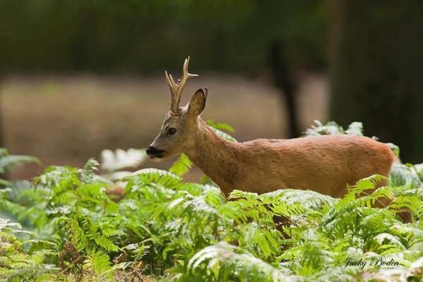 Le chevreuil dans les fougères C'est vraiment un animal fantastique à photographier