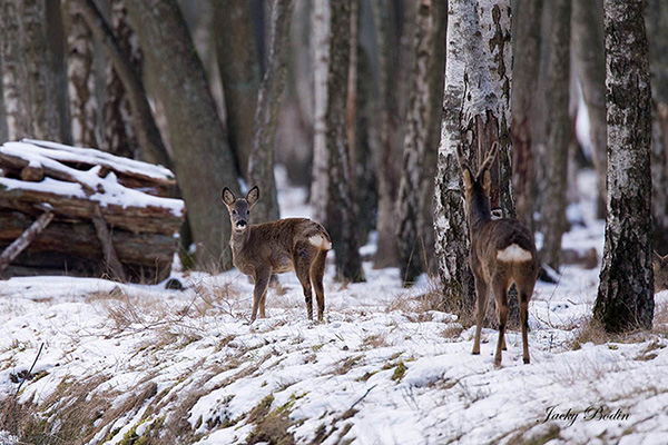 Un couple de chevreuil dans la neige C'est génial je trouve, de pouvoir saisir cet instant. Que du bonheur.