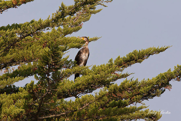 le cormoran sur son perchoir dans le marais le cormoran se fait sécher son plumage au soleil