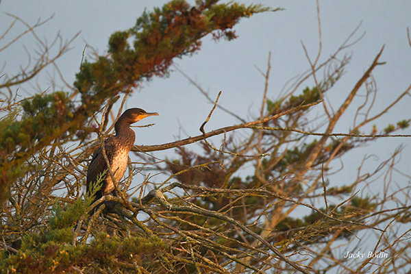 le cormoran se fait sécher son plumage au soleil la particularité du cormoran est, que son plumage n‘est pas imperméable