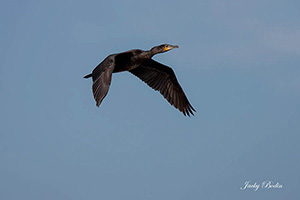 Le Cormoran commun (Phalacrocorax carbo), est une espèce d'oiseau aquatique piscivore qui appartient à la famille des phalacrocoracidés