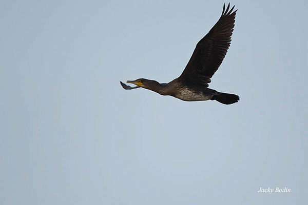 Le cormoran en vol dans le marais Le cormoran n'est pas très apprécié car c'est un gros mangeur et il fait des ravages dans les marais à poissons.