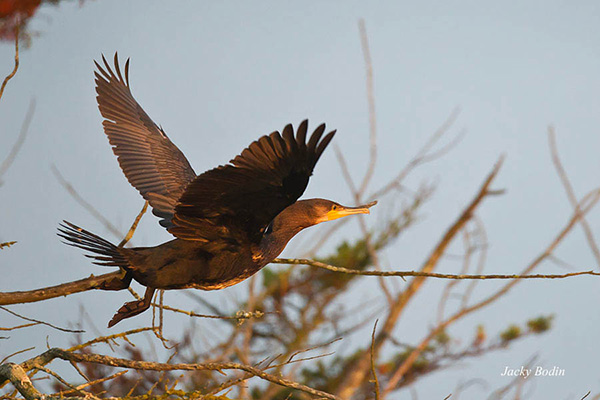 Le cormoran prend son envol Le cormoran fréquente les mêmes lieux que le héron ou l'aigrette.