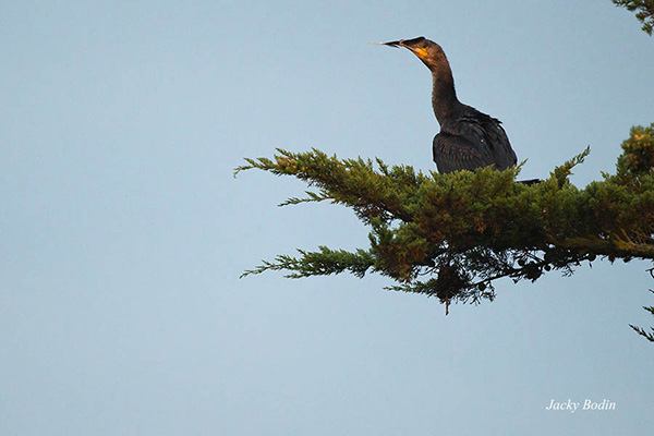 Le cormoran sur son arbre Les cormorans sont nombreux dans nos régions