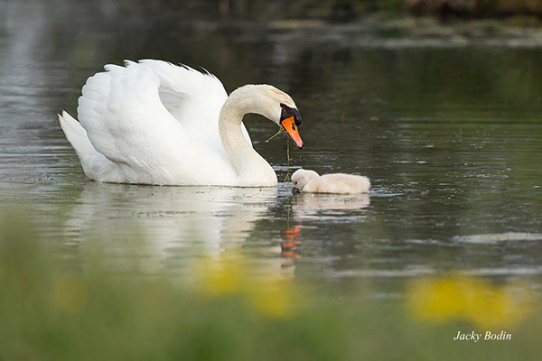 Le cygne et ses petits. Généralement, le cygne ne fait pas plus de six petits et tous ne vivront pas, car les prédateurs veillent.