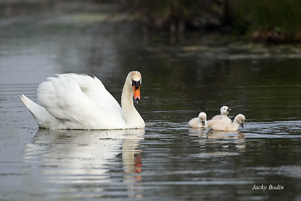 Le cygne va rester très longtemps avec ses petits