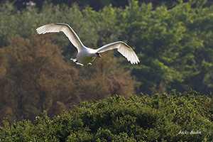 Le Cygne tuberculé est une espèce d'oiseaux de la famille des anatidés