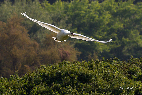 Cygne tuberculé en vol au-dessus du marais Le cygne lorsqu'il prend son envol fait un bruit terrible avec ses ailes.