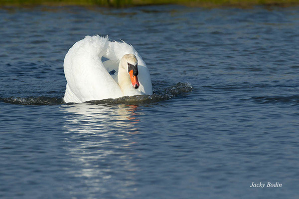Un cygne protégeant ses petits en chassant les intrus. Le cygne est majestueux et lorsqu"un intru s'approche des petits, il avance très vite dans sa direction pour le dissuader de poursuivre son chemin.