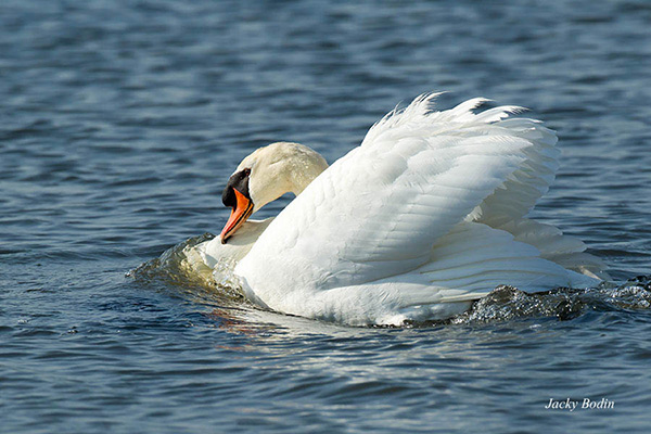 Le cygne avance tête baissé vers l'intru. il ne fait pas bon se trouver devant lui lorsqu'il se sent en danger.