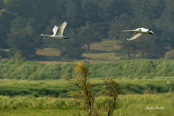 Un couple de Cygne tuberculé survolant le marais Avec un peu de patience vous ne manquerez pas de voir des cygnes s'envoler devant vous.
