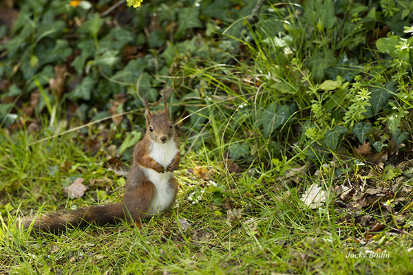 L'écureuil roux dans mon jardin Il s'approche de plus en plus des villes pour se nourrir et il est devenue une proie facile par ses prédateurs tels : le chat ou les rapaces.