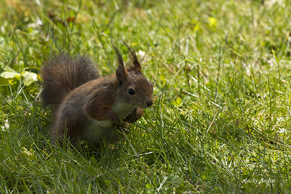 L'écureuil roux dans mon jardin Tous les ans l'écureuil me rend visite dans mon jardin. il mange les glands des chênes