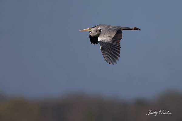 Heron cendré en vol