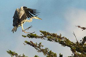 Le héron cendré se posant sur son arbre