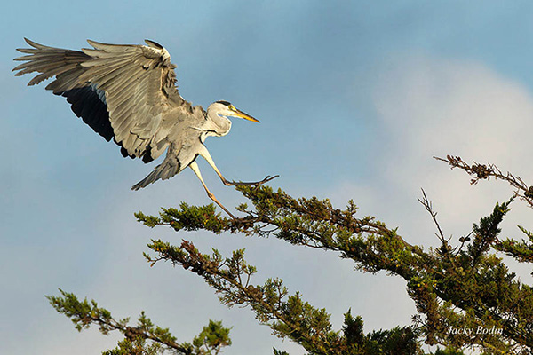 un décomposé du héron s’apprêtant à se poser sur un arbre