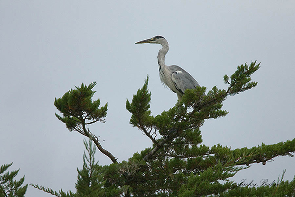 Un héron posé sur l'arbre Le héron était méfiant