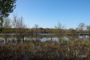 La faune vendéenne dans les marais vendéens, échasse blanche, héron, aigrette garzette, avocette élégante, bécasseau sanderling, bécasseau variable, huppe fasciée, cormoran, cygne tuberculé, écureuil, sanglier, chevreuil, cerf
