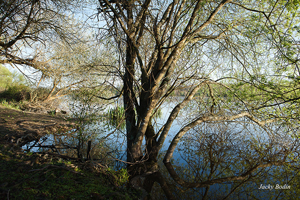 Paysage unique dans le marais seul au monde dans un marais vendéen